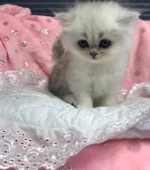 Magnificent Kittens