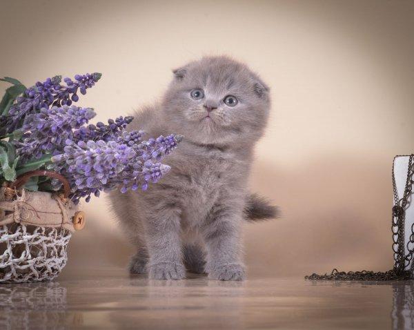 Scottish fold kittens