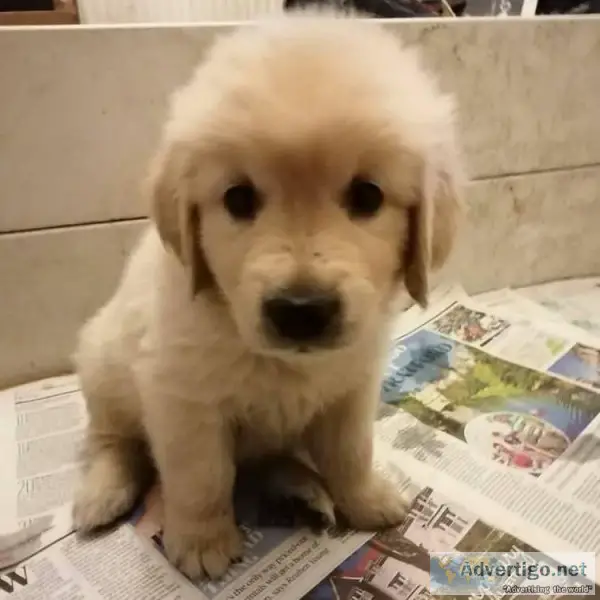 Golden Retriever puppies- Male and Female