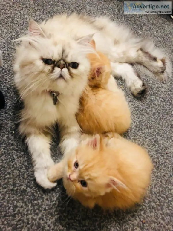 Persian X Maincoon Kittens... Only Two Left