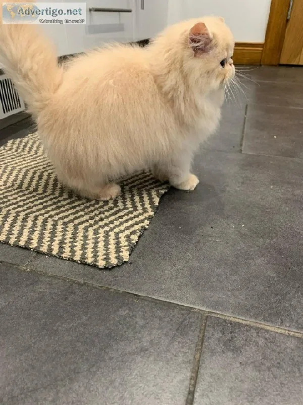 Persian Kittens