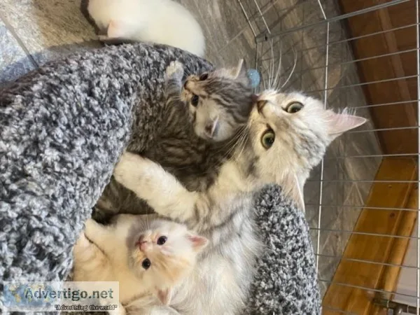 Beautiful Persian X Kittens For Sale