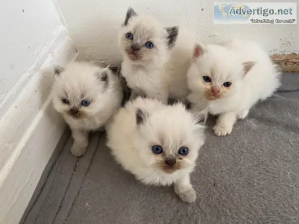 all Soldbeautiful Chinchilla Persian Kittens