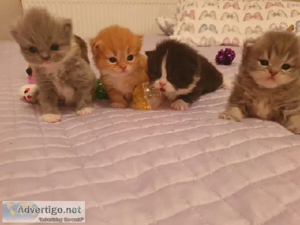 Persian Chinchilla Kittens