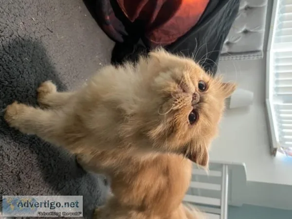 Stunning Ultra Flat Cream Persian Queen