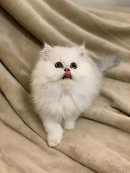 ready Now Stunning Quality Persian