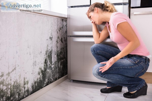 Which is the Best Mold Removal Company in St. Augustine