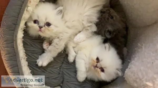 Reserved Colourpoint Persian Exotic Kitten