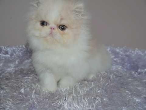 Beautiful Creamwhite Bi-colour Female