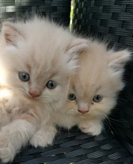Stunning Flat Face Persian Fluffy Kittens