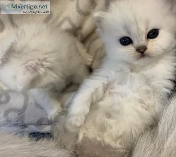 2 Beutiful Male Persian Kittens For Sale