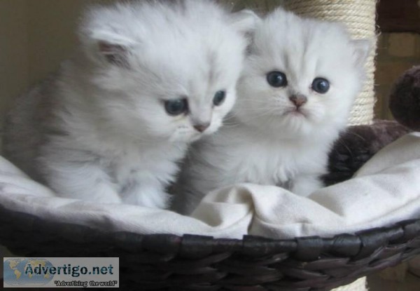 Stunning Persian Kittens For Sale