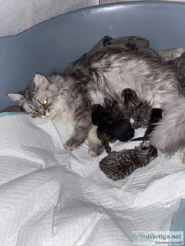 Persian Cross Kittens