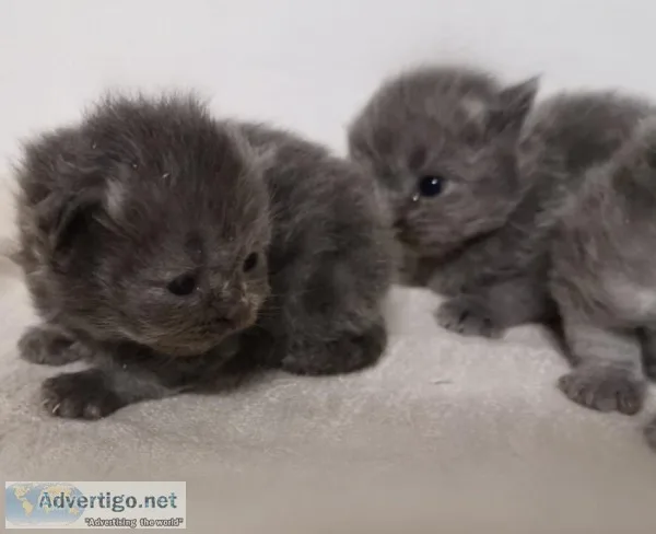 Pedigree Solid Blue and Apricot Persian Kittens