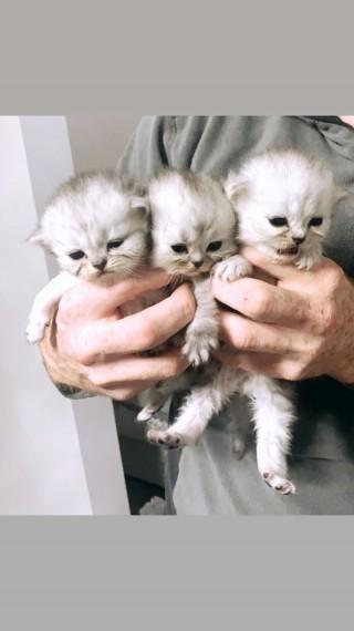 Beautiful Persian Kittens For Sale All Reserved