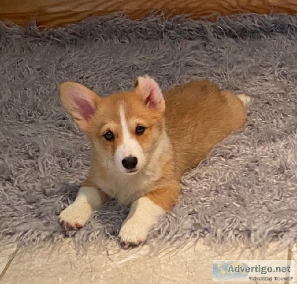 Available Pembroke Welsh Corgi Pups