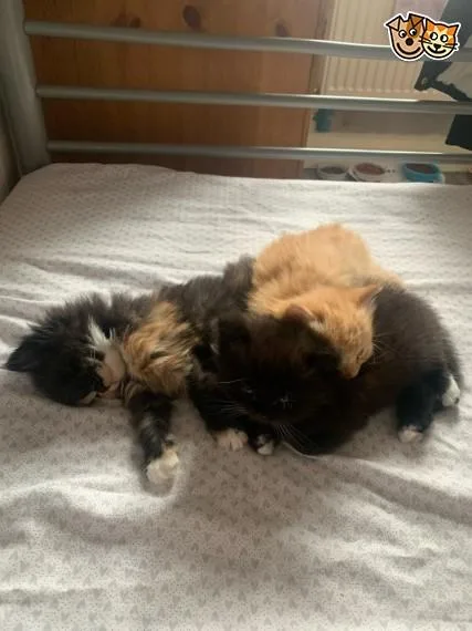 Gorgeous Persian Kittens