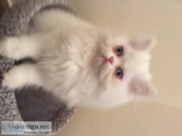 Adorable Rare Blue-eyed White Persian Kitten (f)