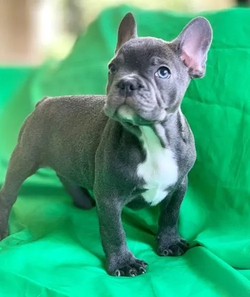 french bulldog pups