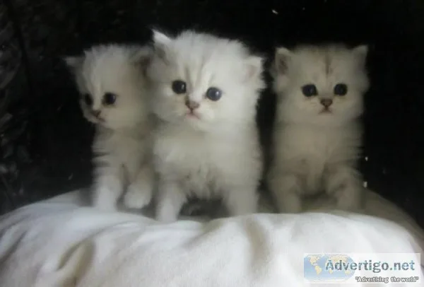 Beautiful Persian Babies
