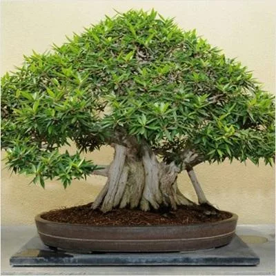 Bonsai plant for sale