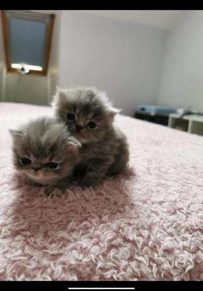 Beautiful Blue Persian Kittens One Boy Left