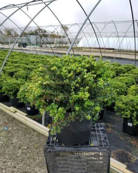 Buy Helleri Japanese Holly Shrub - 3 Gallon Pot