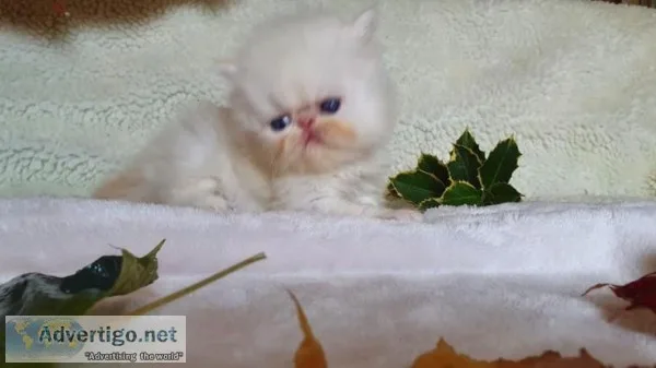 Persian Kittens