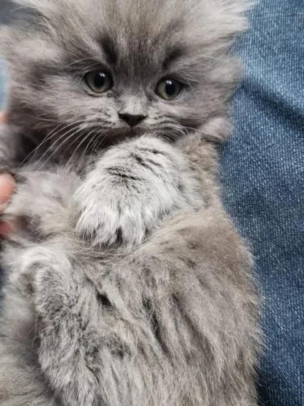 Beautiful Persian Himalayan King