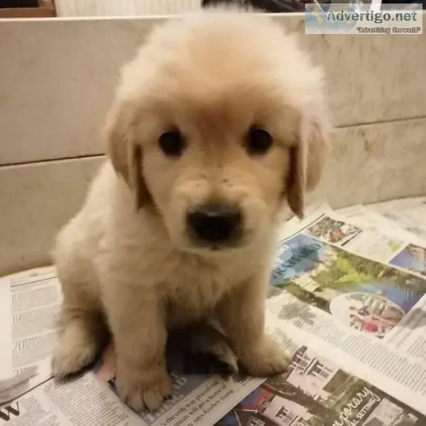 Attractive Golden Retriever Puppies
