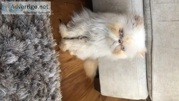 Persian Colourpoint-kittens 4 For Sale.