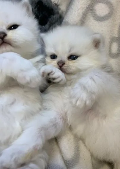 Female Persian X Ragdoll Kitten