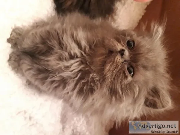 Persian X Siberian Female Kittens