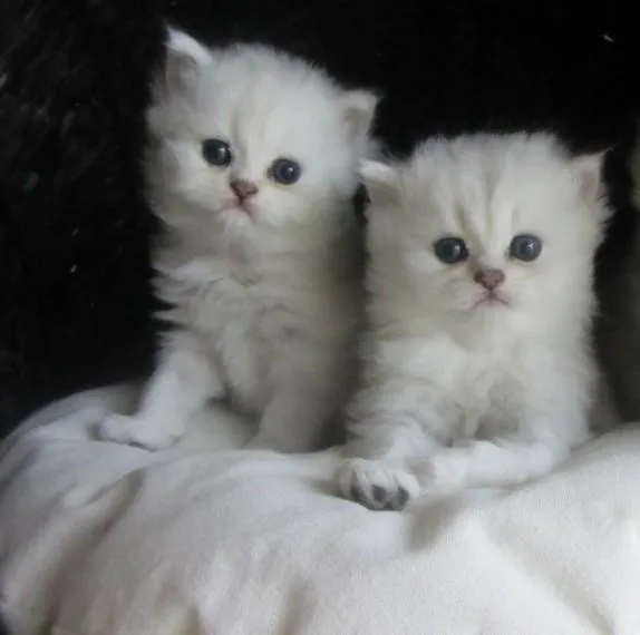 Persin Kittens