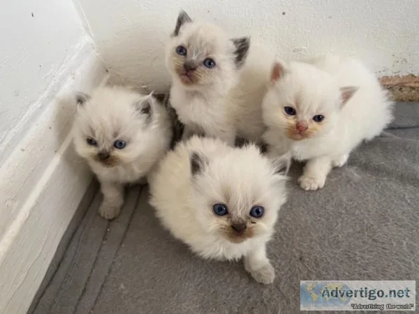 Beautiful Bluesilver Persian One Boy Left