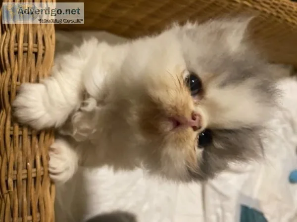 Adorable Rare Blue-eyed White Persian Kitten (f)