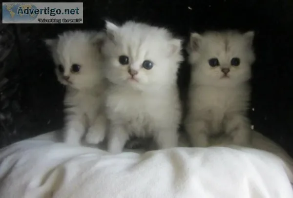 61220 Ready Now Stunning Exceptional Gccf Kitten