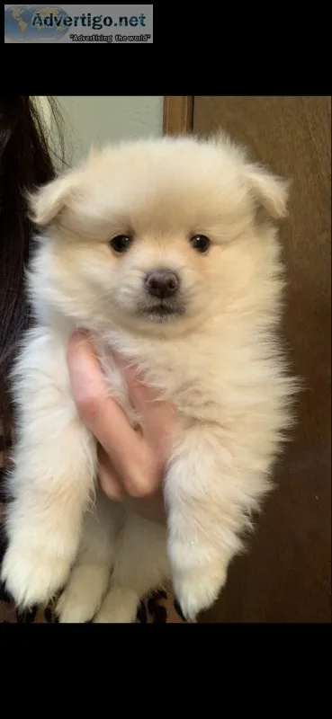 Pomeranian puppies