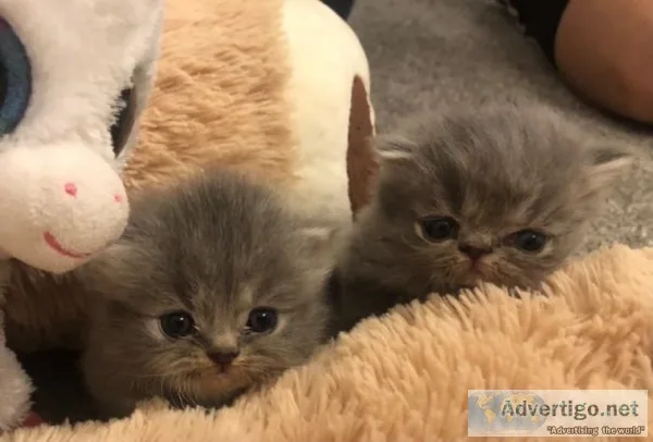 all Soldbeautiful Chinchilla Persian Kittens