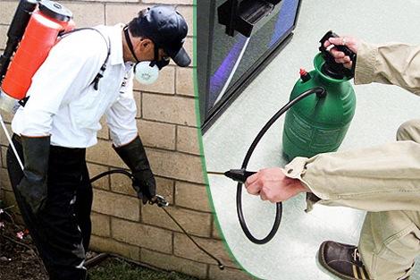 Best Pest Control service in Bradenton