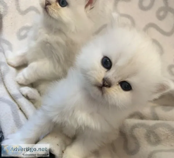 Magnificent Kittens