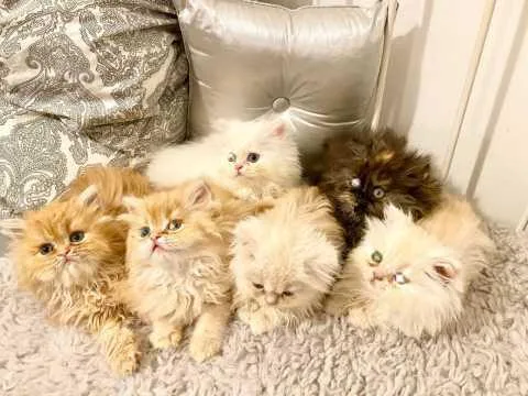 Persian X Maincoon Kittens... Only Two Left