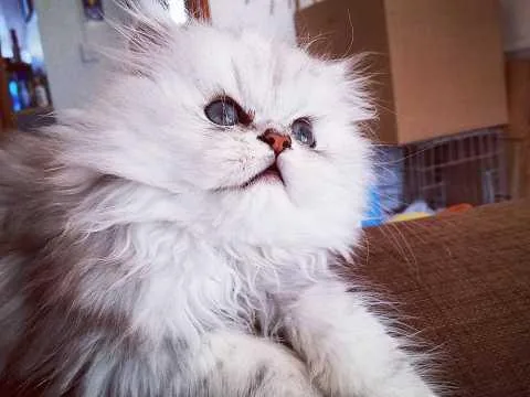 Beautifully Natured Silver Persian for Stud