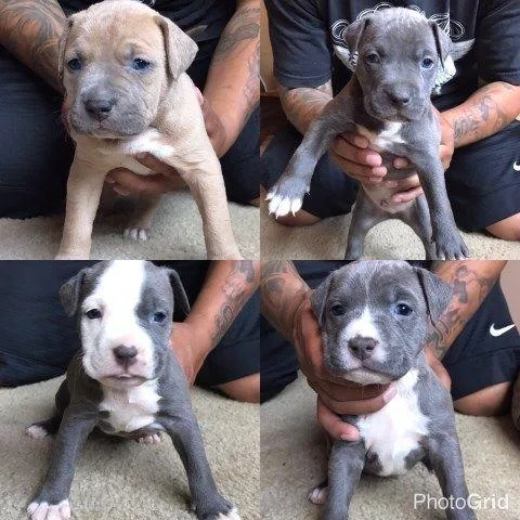 Pit bulls