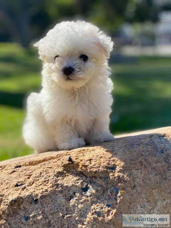 Toy poodle