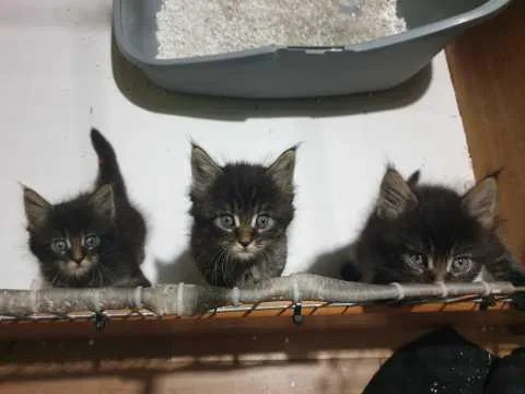 Gccf Registered Maine Coon Kittens For Sale