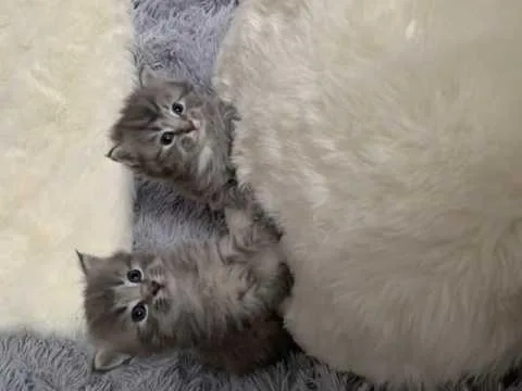 Maine Coon X Ragdoll 4 Weeks Old