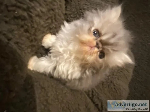 Stunning Flat Face Persian Fluffy Kittens
