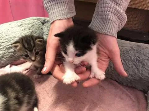 All Reserved Polydactyl Maine Coon X Kittens