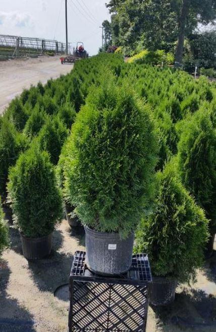 Buy Thuja Smargd Arborvitae Tree - 3 Gallon Pot Online